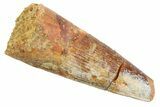Juvenile Fossil Spinosaurus Tooth - Real Dinosaur Tooth #354841-1